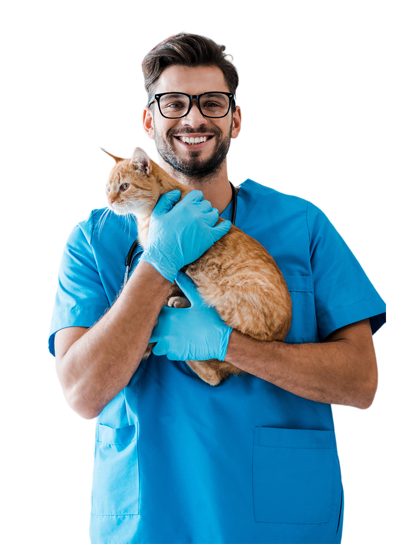 Veterinary professional holding a cat